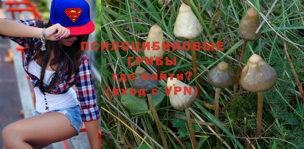 прущие грибы Абинск