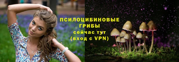 прущие грибы Абинск