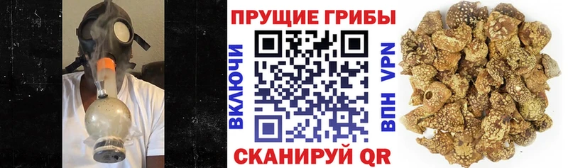 Псилоцибиновые грибы Psilocybine cubensis  Циолковский 